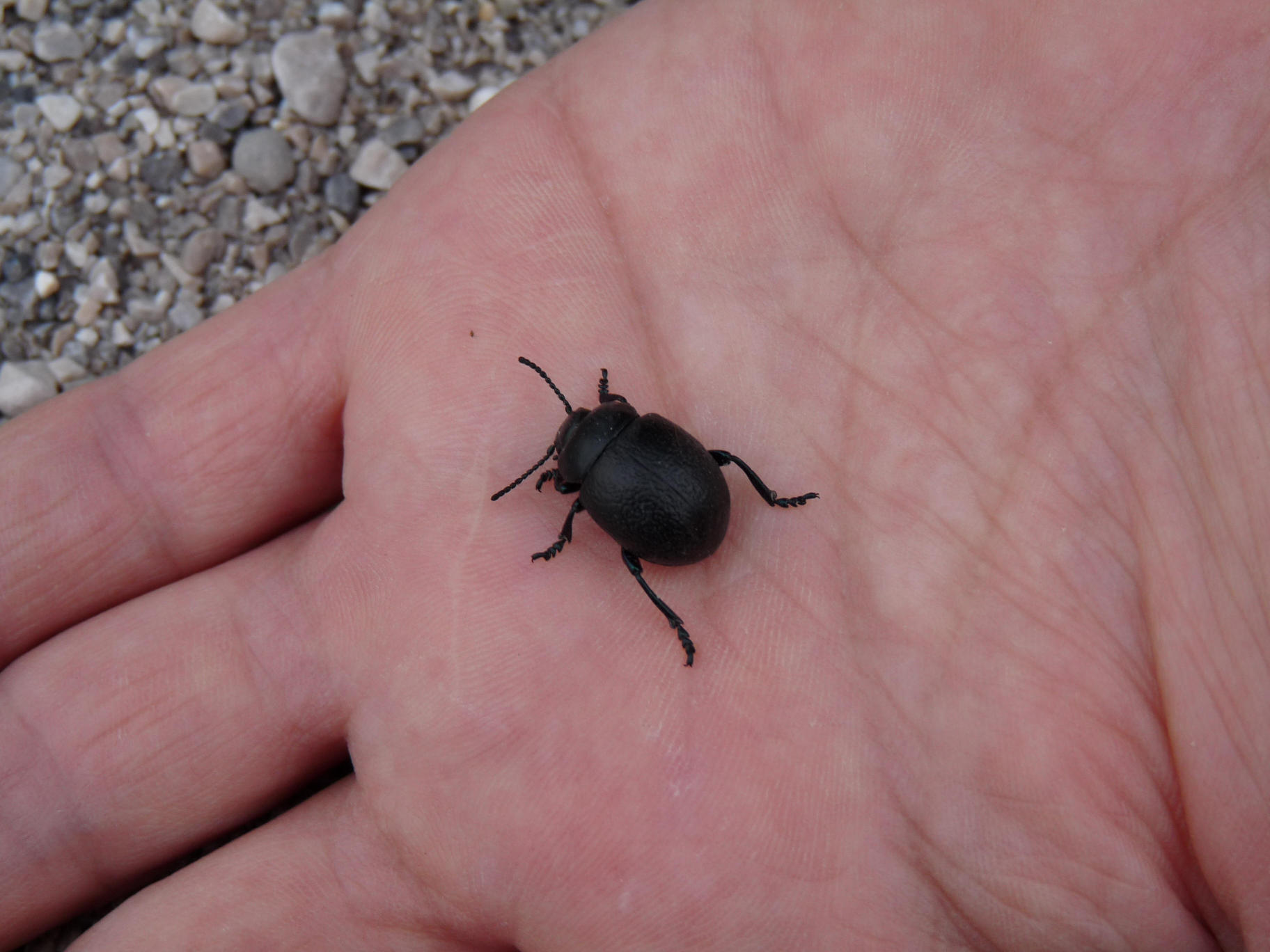 Timarcha nicaeensis e T. pratensis!!